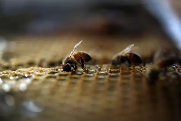 Bee, Pollinator Populations Struggling Across Minnesota