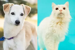Tri-County humane Society Pet Patrol: Meet Jackie and Diamond