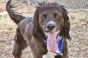 Tri-County Humane Society Pet Patrol: Meet Henry