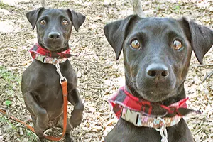 Tri-County Humane Society Pet Patrol: Meet Lola And Daisy