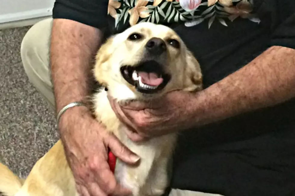 Ramsey County Uses Dog to Ease Stress of Courthouse