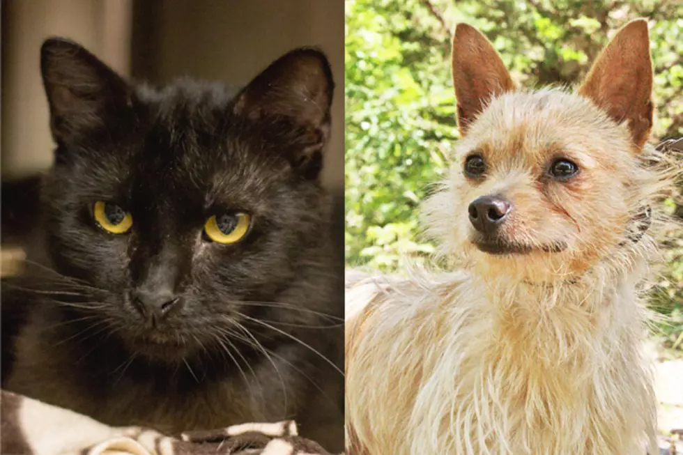 Tri-County Humane Society Pet Patrol: Meet Bella and Toby