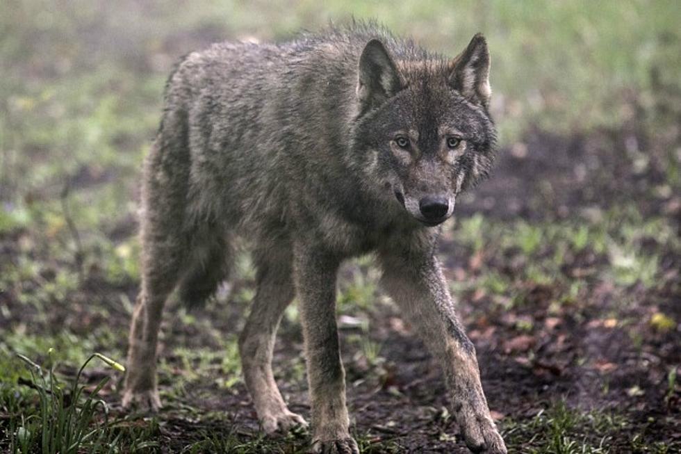 Minnesota Wolf Estimate Edges Slightly Upward