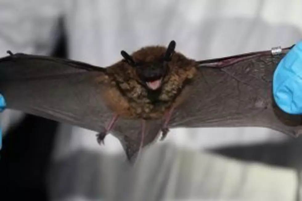 Minnesota Biologist Track Fungus Spreading Among Bats