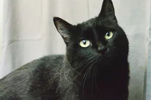 Tri-County Humane Society Pet Patrol: Meet Kitty