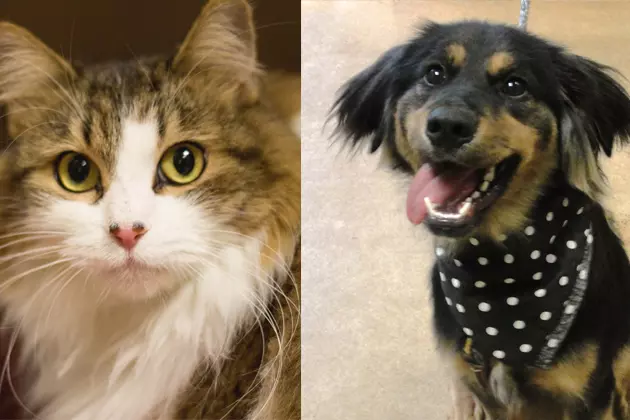 Tri-County Humane Society Pet Patrol: Buttercup and Akela