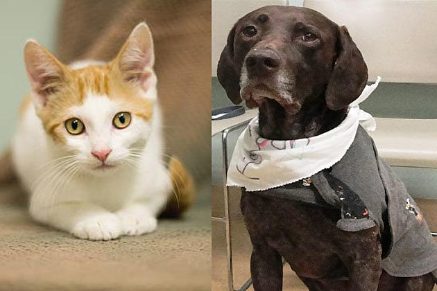 Tri-County Humane Society Pet Patrol: Meet Mac and Otis