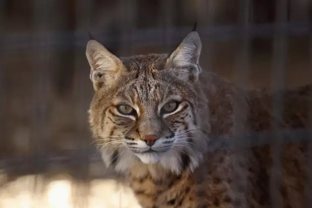Cougars Reported Near Nashwauk Now Believed To Be Bobcats