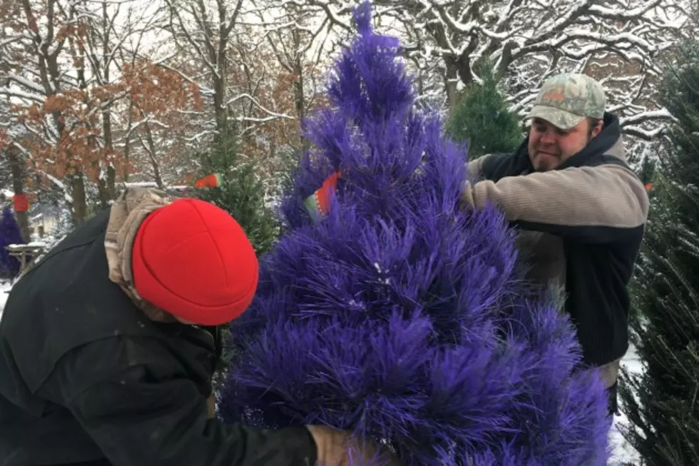 Colored Christmas Trees, This Season’s Hottest Decoration [VIDEO]