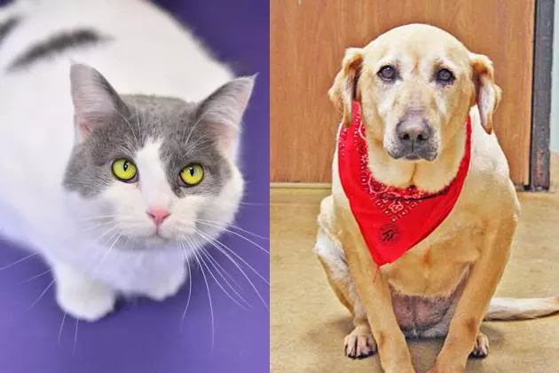 Tri-County Humane Society Pet Patrol: Lucky and Fatima