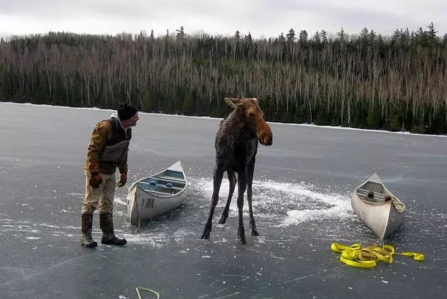 Moose Rescued from Icy Minnesota Lake