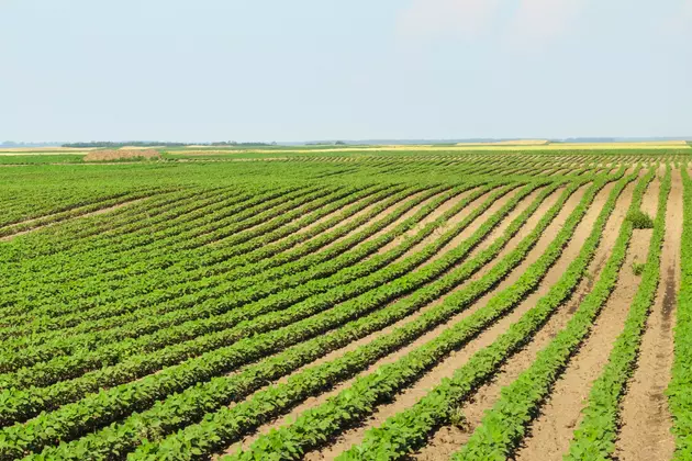 Minnesota Corn, soybean Farmers See Slight Production Dip
