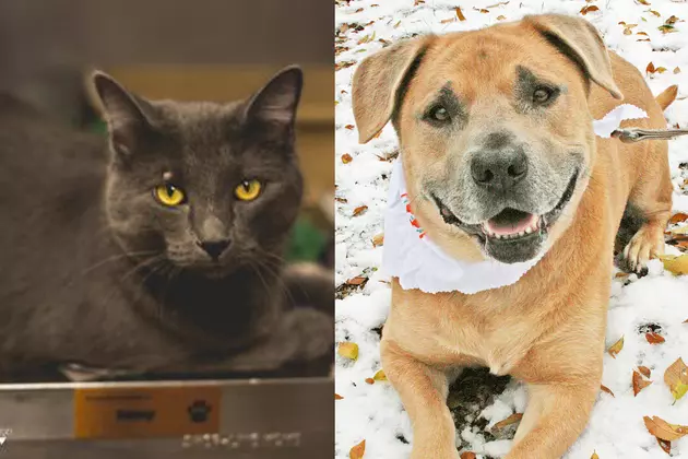 Tri-County Humane Society Pet Patrol: Meeko and Diego