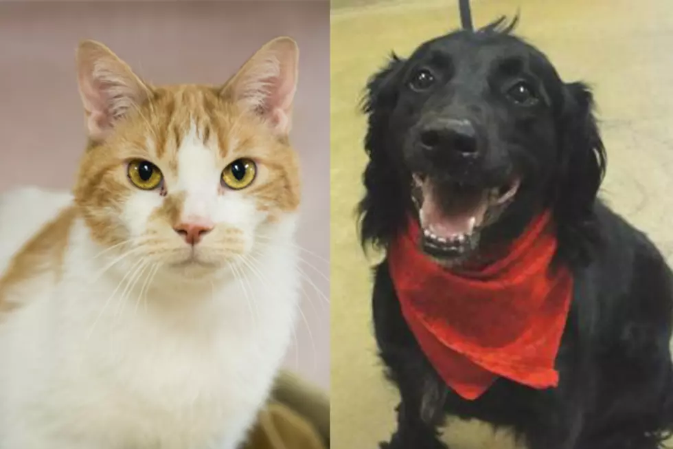 Tri-County Humane Society Pet Patrol: Molly and Peanut