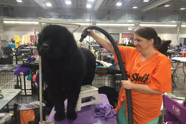 Dogs, Owners Come To St. Cloud From Around the U.S.