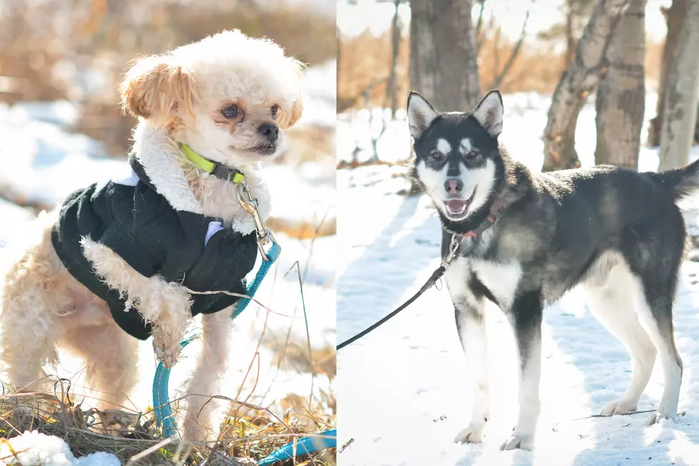 Tri-County Humane Society Pet Patrol: Lil’ Sam and Bronson