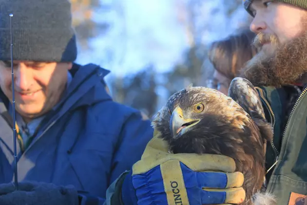 Golden Eagle Released Back Into the Wild at Camp Ripley
