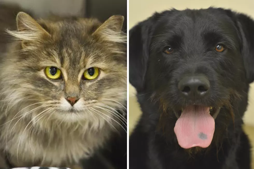 Tri-County Humane Society Pet Patrol: Caleb and Gargamel