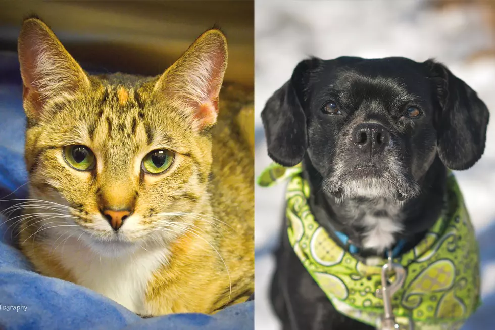 Tri-County Humane Society Pet Patrol: Hazel & Guido