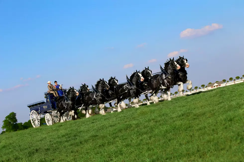 Express Clydesdales Coming to St. Cloud This Weekend