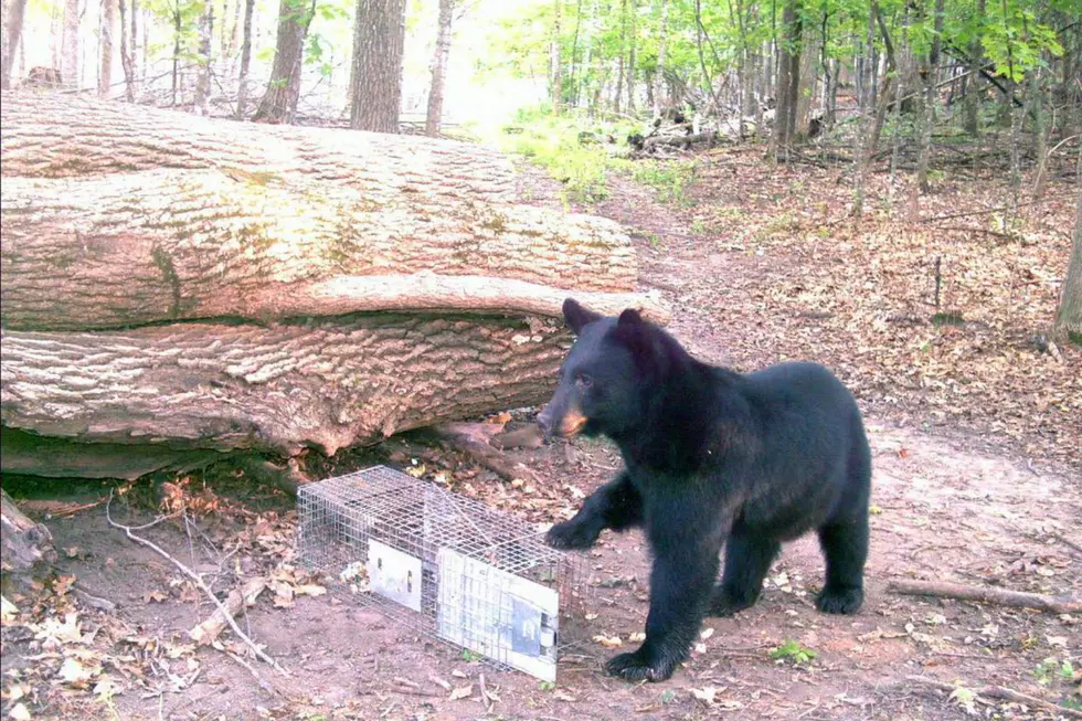 Collegeville Residents Report Black Bear Sightings
