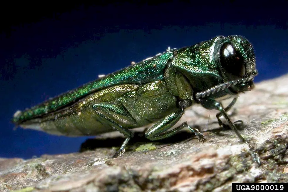 Emerald Ash Borer Discovered in Morrison County