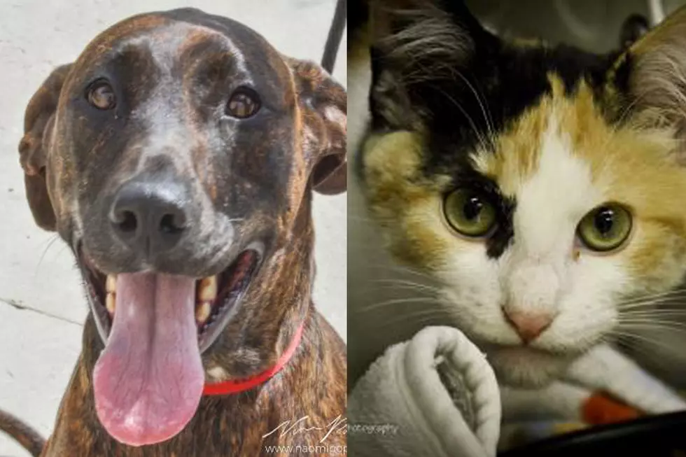 Tri-County Humane Society Pet Patrol: Jasmine & Matilda