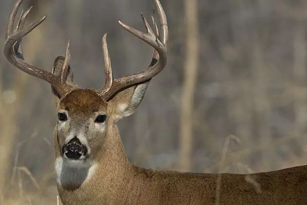 Wasting Disease Detected in 4 Deer on Crow Wing County Farm