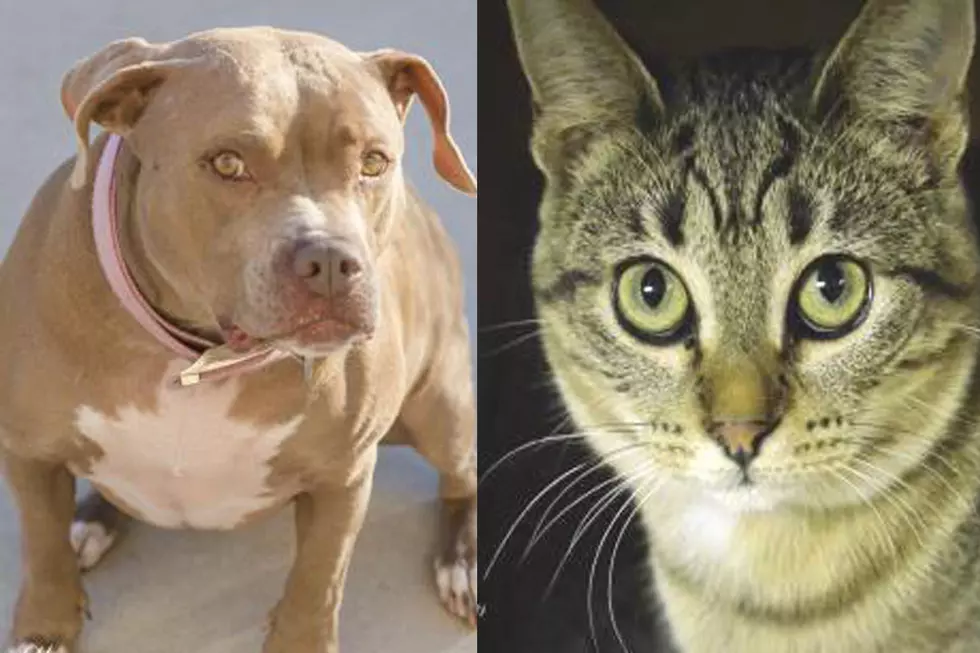 Tri-County Humane Society Pet Patrol: Juliet and Gypsy