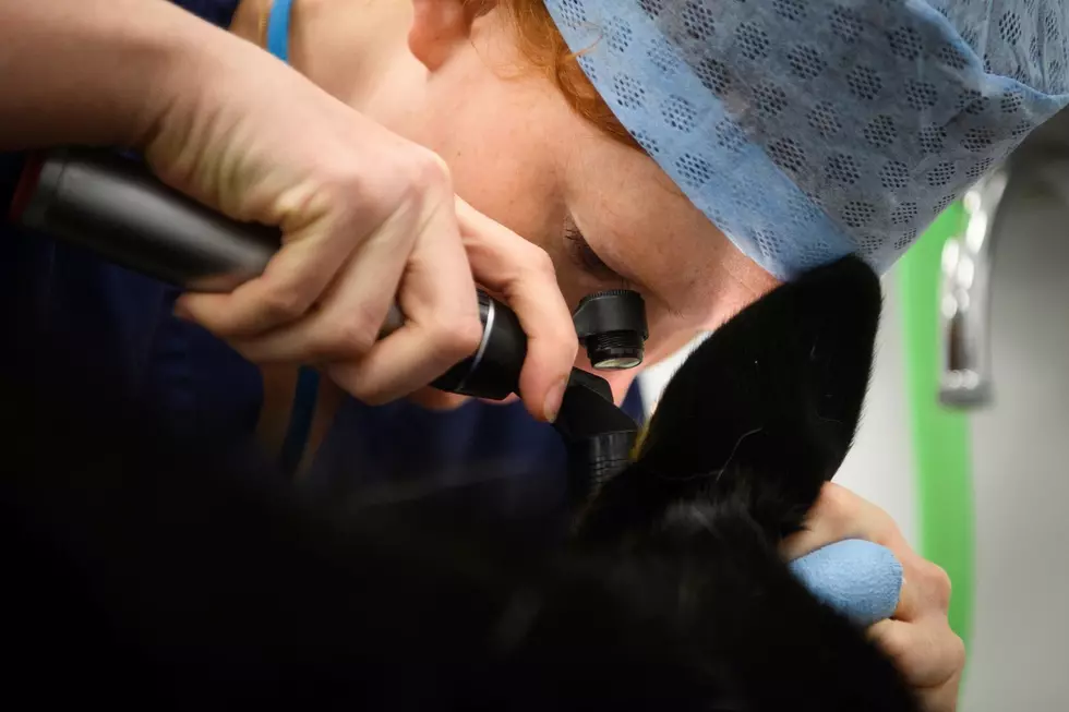 South Dakota State Aiming to Retain Veterinary Students