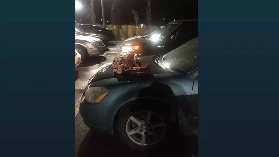 Deer Carcasses Found On Cars In YMCA Parking Lot