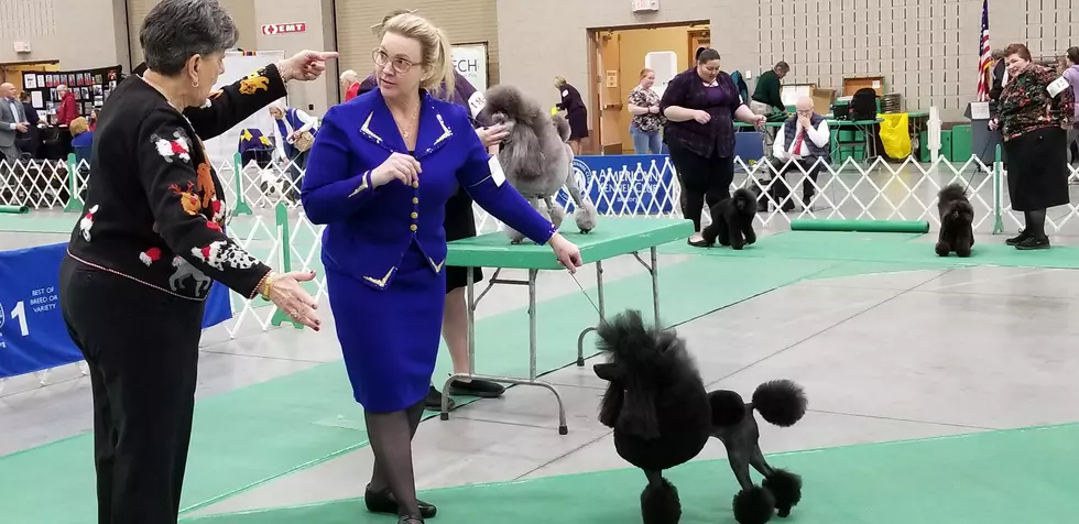 Kennel Club’s Annual Dog Show Held in St. Cloud [VIDEO]