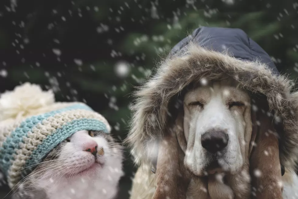 Humane Society: Tips for Pet Owners as Cold Snap Continues