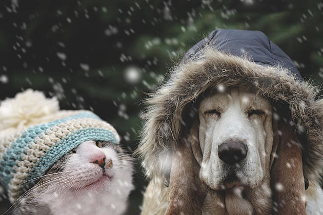 Make Sure Your Pets Are Protected During The Extreme Cold