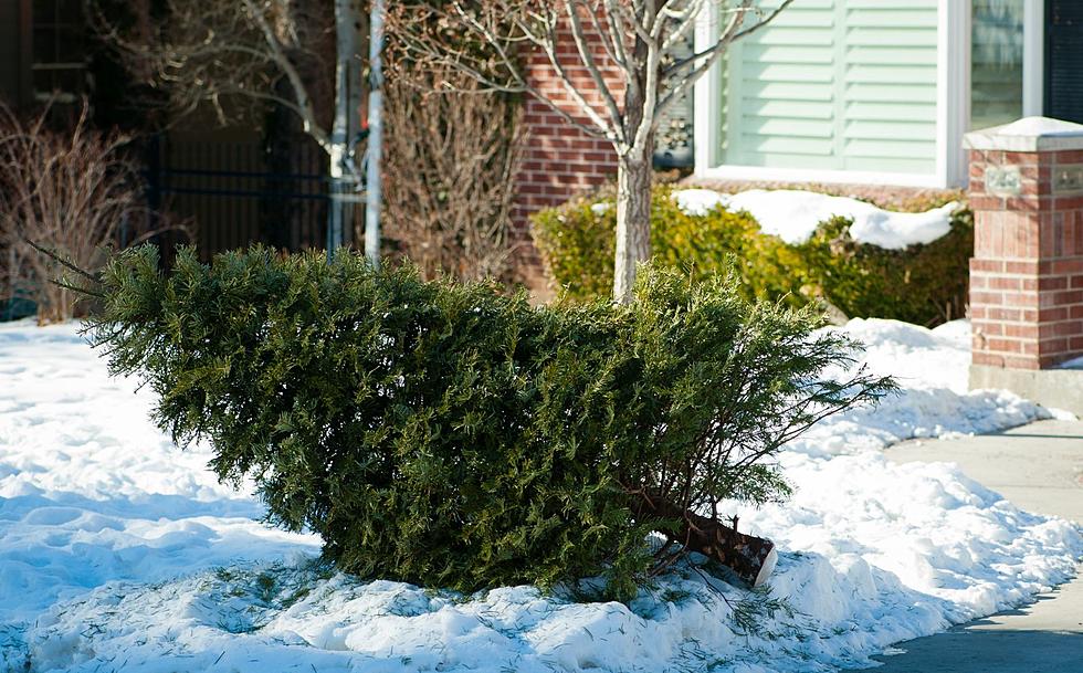 Christmas Tree Collection Dates in St. Cloud