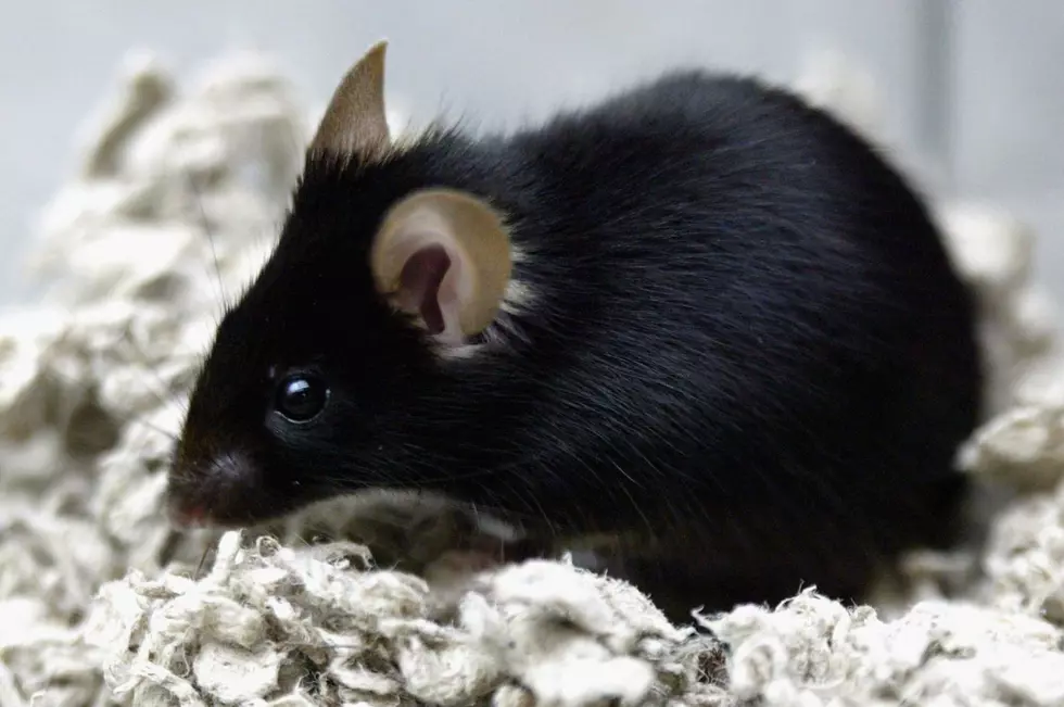 Experts:  Mouse Infestation Worst In At Least 40 Years