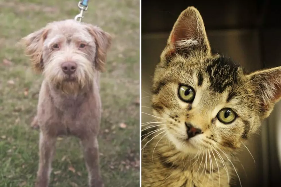 Tri-County Humane Society Pet Patrol: Calvin & Choo Choo