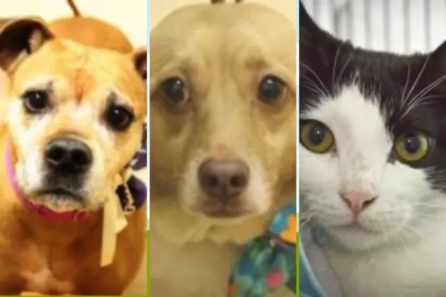 Tri-County Humane Society Pet Patrol: Sadie, Molly, and Malcolm