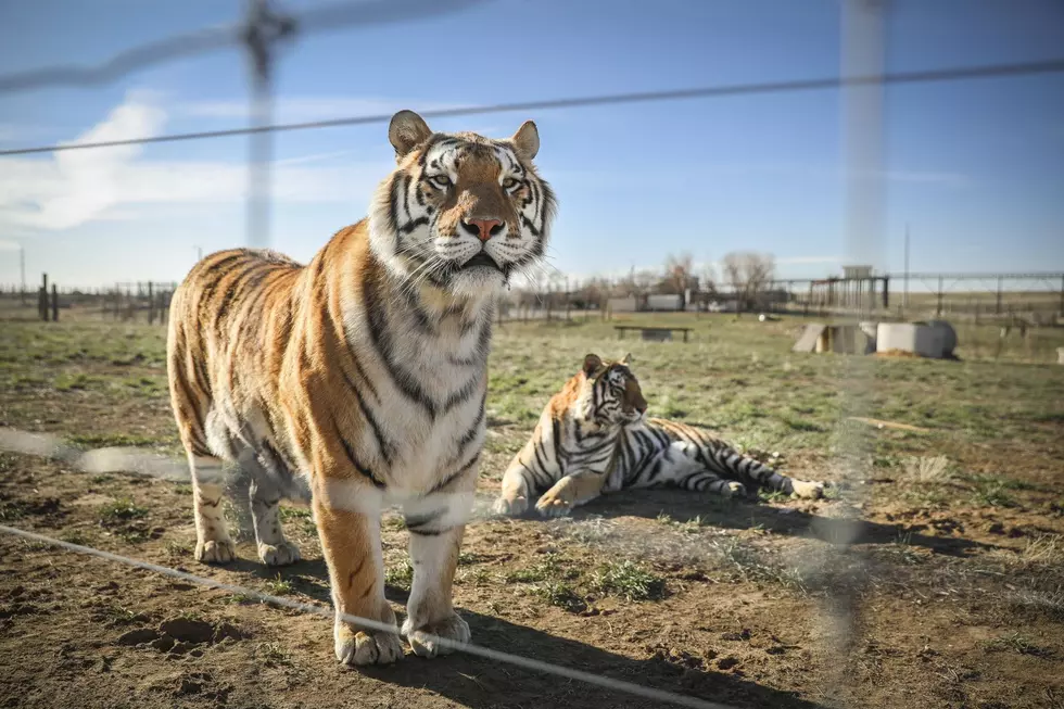 Minnesota Wildcat Sanctuary Reacts to ‘Tiger King’ Phenomenon