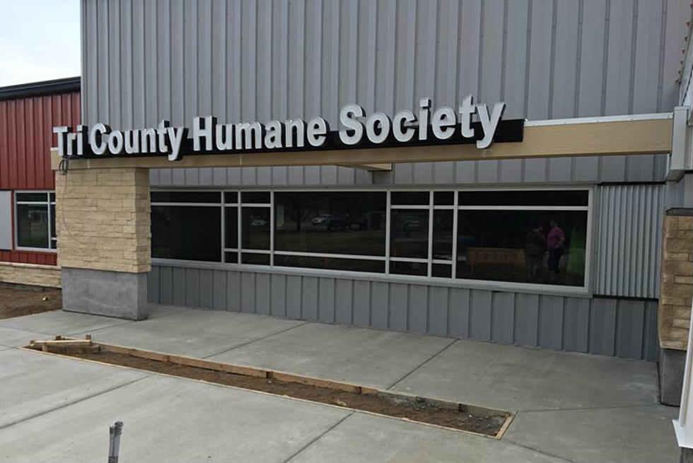 Cats or Dogs? Tri-County Humane Society Wants Your Vote