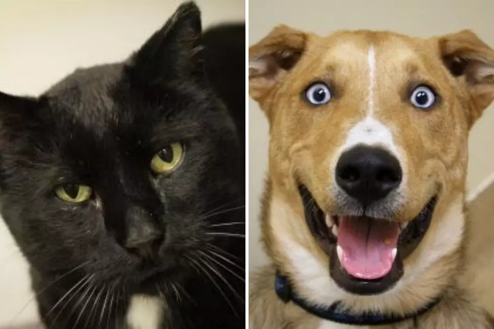 Tri-County Humane Society Pet Patrol: Charlie and Roxas