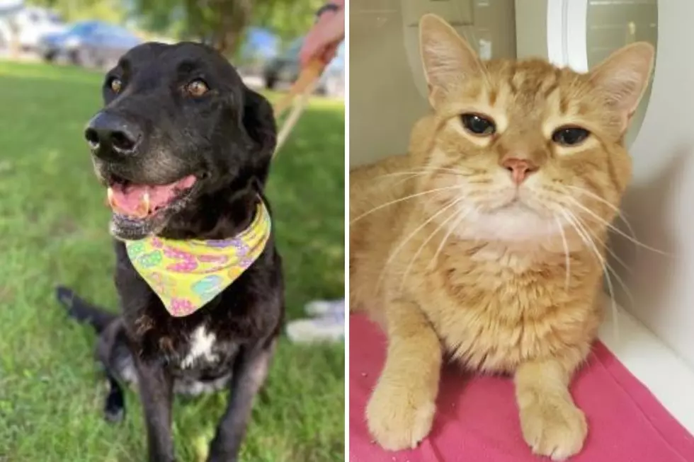 Tri-County Humane Society Pet Patrol: Lassie and Kenni
