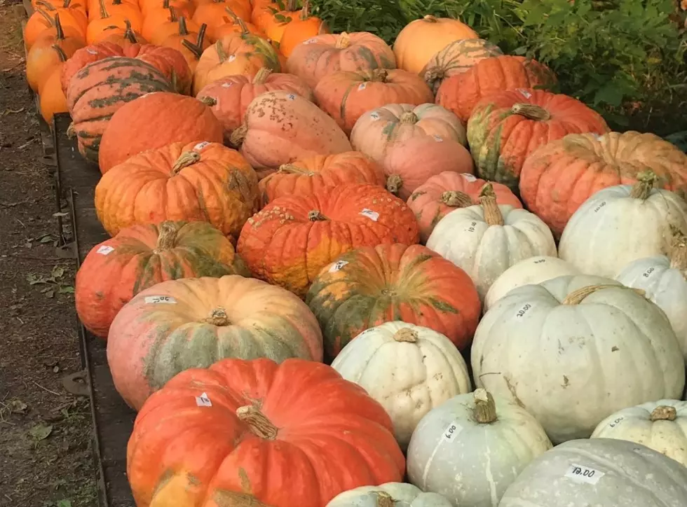 Final Weekend To Get Your Pumpkins At Royalton Patch