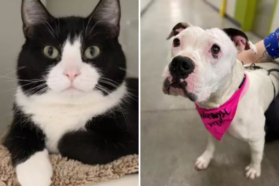 Tri-County Humane Society Pet Patrol: Mittens and Juno