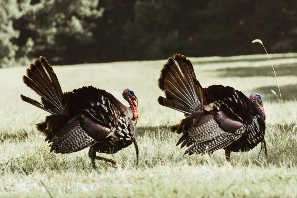 Wild Turkey Hunting Licenses Available Starting Monday