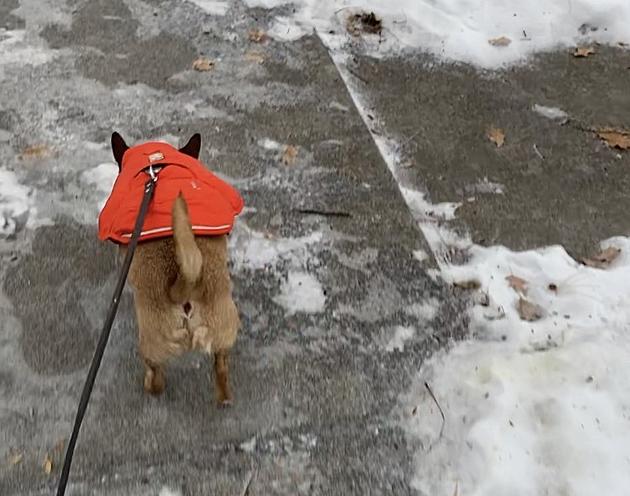 Veterinarian: Keep Pets Safe, Healthy Amid Freezing Temps