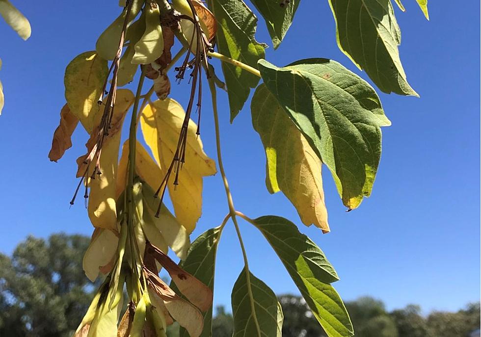Horticulture Expert: Ongoing Drought is Stressing Our Trees