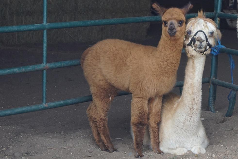 Annandale Alpaca Farm Opens Doors for Annual Tour Event [PHOTOS]