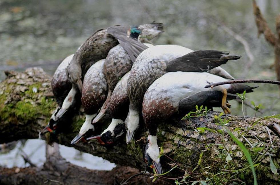 Central Minnesota Has a Split Duck Hunting Season, But Why?