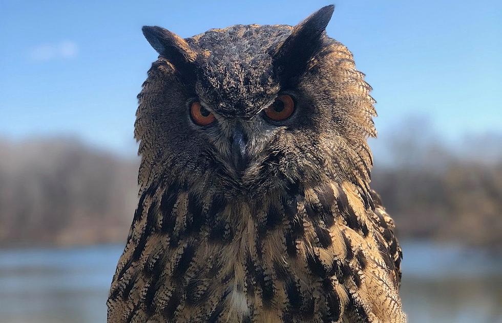 Minnesota Zoo’s Lost Eurasian Owl Dies of Injuries